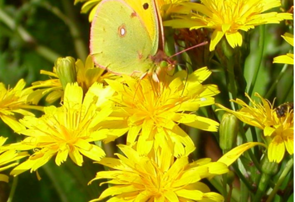 DIVERGE - Systematics and Evolution of Insular Lineages