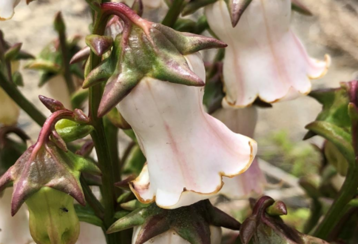 DIVERGE - Systematics and Evolution of Insular Lineages