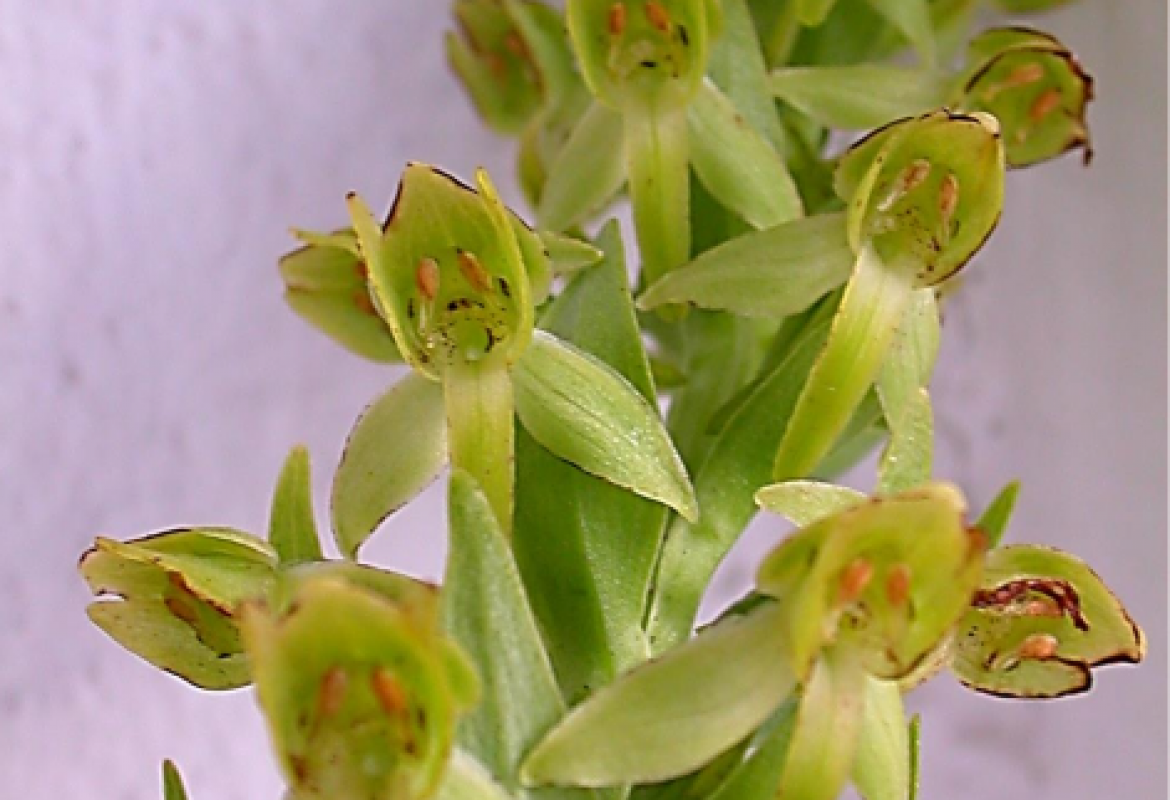 DIVERGE - Systematics and Evolution of Insular Lineages