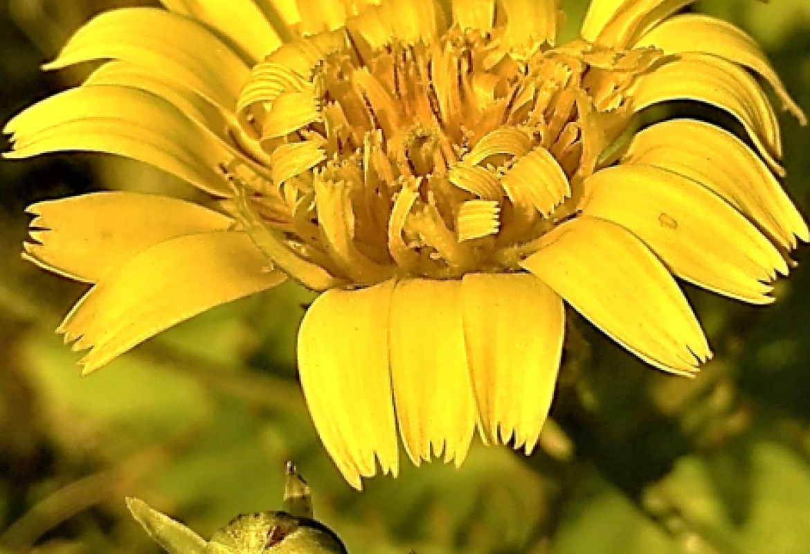 DIVERGE - Systematics and Evolution of Insular Lineages