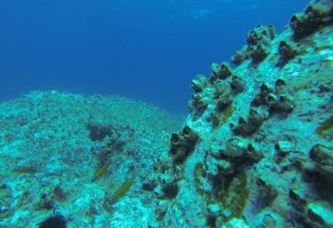 MARBE - Marine Biodiversity and Environment