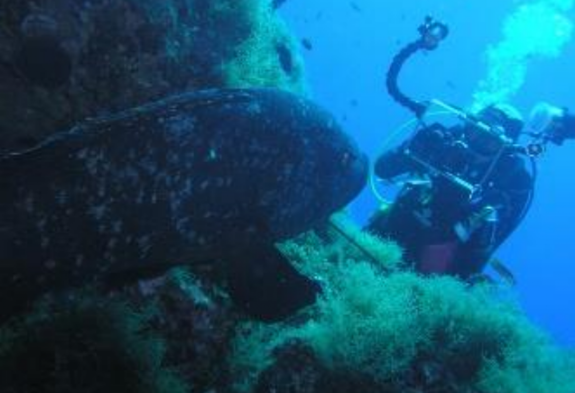 MARBE - Marine Biodiversity and Environment