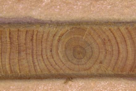 Conference “What can trees tell us about the climate in the past?”