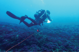 Figure 1: Diver carrying out visual surveys from a transect @MoniCO 
