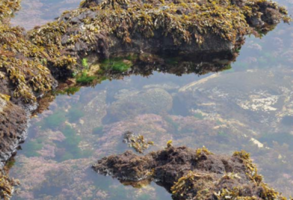 Grande investimento na procura de algas potencialmente invasoras dos Açores