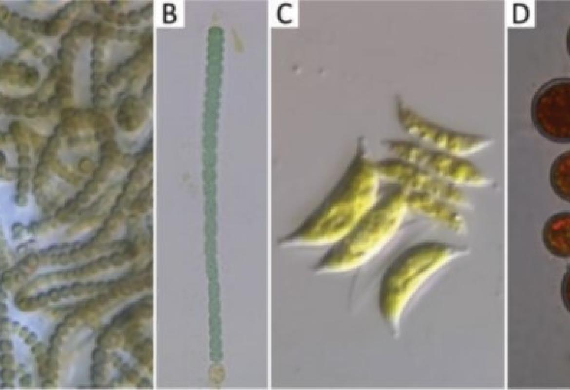 Figure 1. Cultures of microalgae and cyanobacteria deposited in BACA. A: Nostoc sp. BACA0052; B: Microchaete tenera BACA0055; C: Scenedesmus acutus BACA0179; D: Haematococcus lacustris BACA0314