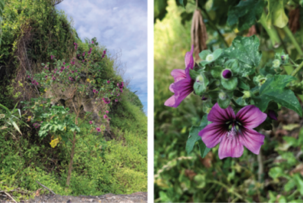 Figure.1: Malva-arborea species for readers' reference to look for it in the Azores