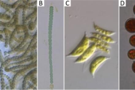 Figure 1. Cultures of microalgae and cyanobacteria deposited in BACA. A: Nostoc sp. BACA0052; B: Microchaete tenera BACA0055; C: Scenedesmus acutus BACA0179; D: Haematococcus lacustris BACA0314