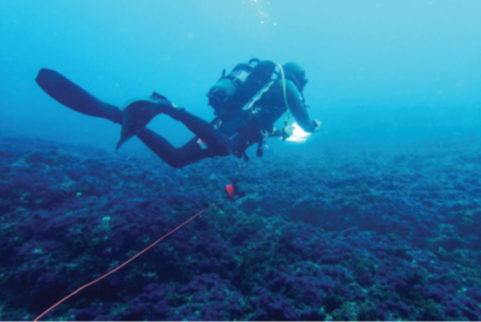 Figure 1: Diver carrying out visual surveys from a transect @MoniCO 